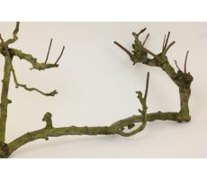 Perenhout branch large naturelurel - afbeelding 1
