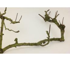 Perenhout branch large naturelurel - afbeelding 2