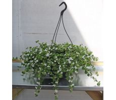 Perkplanten, hangpot 23 cm, meerdere variaties - afbeelding 2