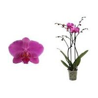 Phalaenopsis  'Ant Pasadena, pot 12 cm, h 65 cm