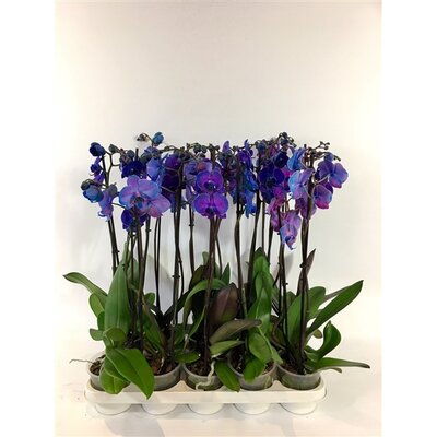 Phalaenopsis blauw, pot 12 cm, h 70 cm