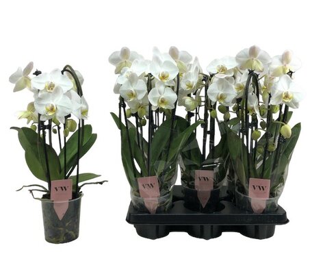 Phalaenopsis  'Elegant Cascade, pot 12 cm, h 45 cm