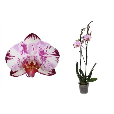 Phalaenopsis  'FC Magic Art, pot 12 cm, h 70 cm