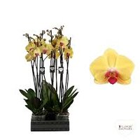 Phalaenopsis  'Goldion, pot 12 cm, h 65 cm