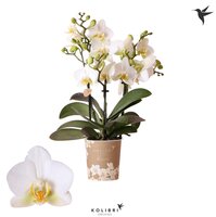 Phalaenopsis multi. 'Ant Lausanne, pot 9 cm, h 40 cm