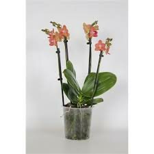 Phalaenopsis multi orange, pot 12 cm, h 50 cm