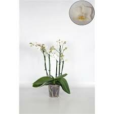 Phalaenopsis multi white, pot 9 cm, h 40 cm