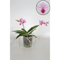 Phalaenopsis multiflora lilac, pot 12 cm, h 45 cm