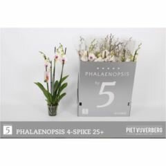 Phalaenopsis  'Red Lips, pot 12 cm, h 60 cm