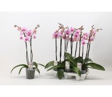 Phalaenopsis, roze