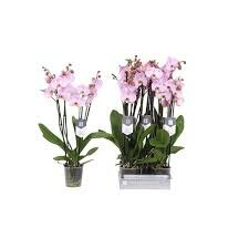 Phalaenopsis  'Spotted World, pot 12 cm, h 60 cm