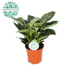 philodendron birkin, pot 17 cm, h 30 cm