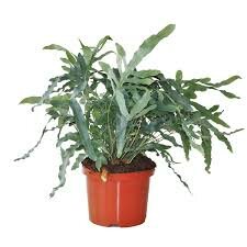 Phlebodium aureum 'Blue Star, pot 14 cm, h 40 cm