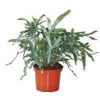 Phlebodium aureum 'Blue Star, pot 14 cm, h 40 cm