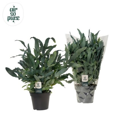 Phlebodium aureum 'Blue Star, pot 14 cm, h 40 cm