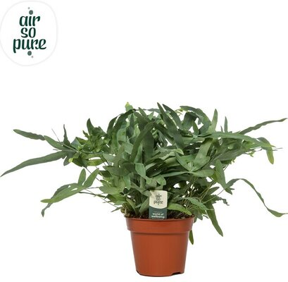 Phlebodium aureum 'Blue Star, pot 17 cm, h 60 cm