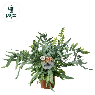 Phlebodium aureum 'Blue Star, pot 24 cm, h 60 cm