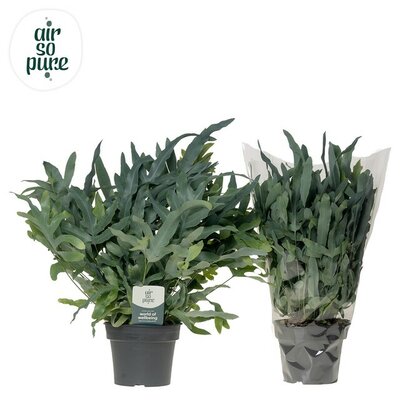 Phlebodium aureum 'Blue Star, pot 17 cm, h 50 cm