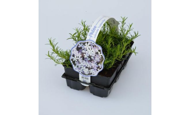 Phlox subulata 'Cushion Blue'