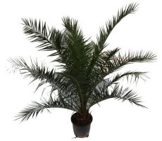 Canarische dadelpalm (Phoenix canariensis), pot 35 cm, h 160 cm
