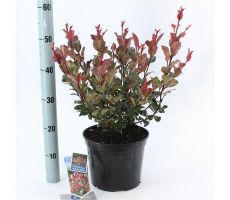 Photinia fr. 'Little Red Robin, pot 21 cm, h 70 cm