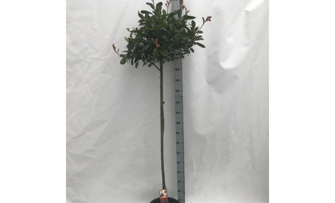 Photinia Red Robin Sense, stam, pot 32 cm, h 130 cm