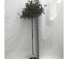 Photinia Red Robin Sense, stam, pot 32 cm, h 130 cm
