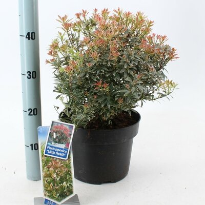 pieris jap. little heath, pot 17, h 30 cm - afbeelding 1