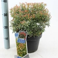 pieris jap. little heath, pot 17, h 30 cm - afbeelding 2