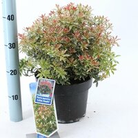 pieris jap. little heath, pot 17, h 30 cm - afbeelding 3