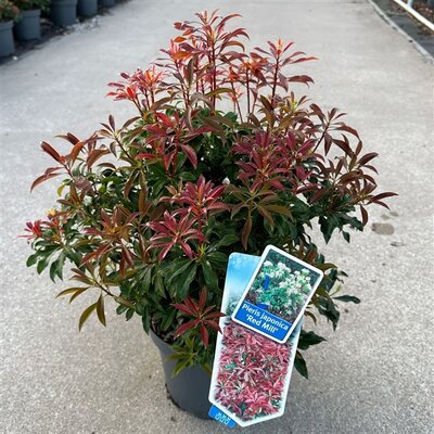 pieris japonica 'red mill' pot 17 cm,  h 30 cm - afbeelding 1