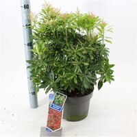 pieris japonica 'red mill' pot 17 cm,  h 30 cm - afbeelding 2