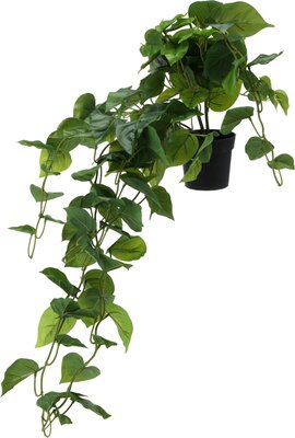 plant hangend 800mm in pot