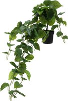 plant hangend 800mm in pot