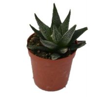 Planten, pot 5.5 cm, h 15 cm, meerdere variaties - afbeelding 10