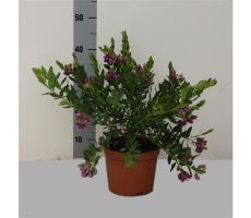 Polygala myrtifolia, pot 24 cm, h 45 cm