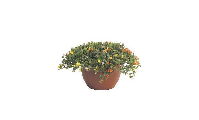 Portulaca Carnaval schaal, plant dsn. 35 cm - afbeelding 1