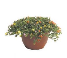 Portulaca Carnaval schaal, plant dsn. 35 cm - afbeelding 1