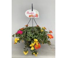 Portulaca Carnaval schaal, plant dsn. 35 cm - afbeelding 2