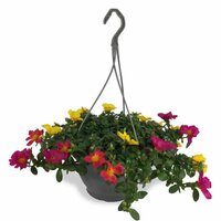 Portulaca hangpot