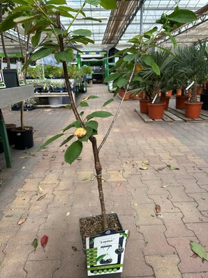 Prunus avium 'Lapins', pot 22 cm, h 100 cm