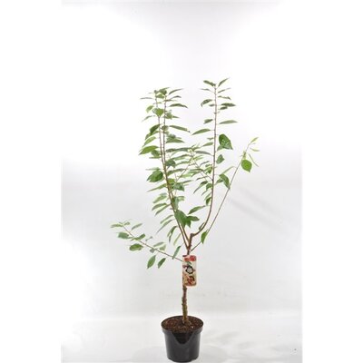 Prunus avium 'Regina' pot 26 cm, h 150 cm