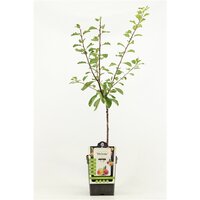 Prunus domestica 'Victoria' pot 26 cm, h 150 cm