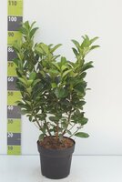 Prunus l. 'Etna, p23, h 70 cm