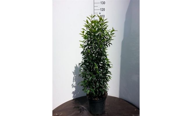 Prunus lusi Angustifolia h125cm