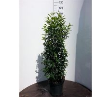 Prunus lusi Angustifolia h125cm