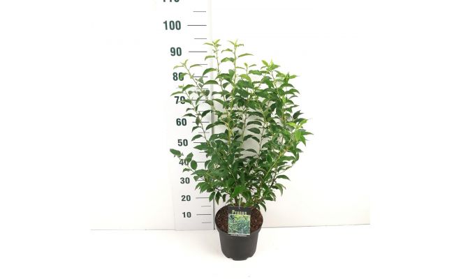 Prunus lusitanica 'Angustifolia, pot 23 cm, h 100 cm