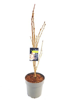 Prunus serrulata 'Amanogawa, pot 25 cm, h 70 cm