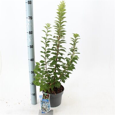 Prunus tomentosa, pot 19 cm, h 40 cm