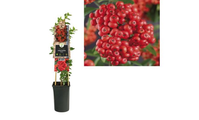 Pyracantha 'Mohave, klimplant in pot